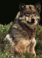 grywolf2.jpg (7033 bytes)